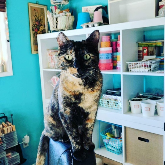 Meet your Posher, Stacy - Picture 3 of 3